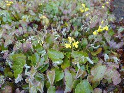 Bild von /bilder/bluehapp/thumb/epipfr_Epimedium_x_perr____Frohnleiten______P-2823010001_T-b_Y-23_K-17_59997_aktiv_.jpg