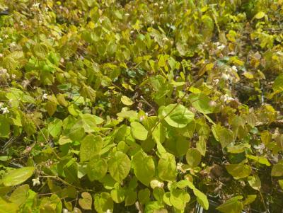 Bild von /bilder/bluehapp/thumb/epipu_Epimedium_pubigerum___P-2824000001_T-b_Y-24_K-15_31110_aktiv_.jpg