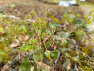 Bild von /bilder/bluehapp/thumb/epipu_Epimedium_pubigerum___P-2824000001_T-k_Y-24_K-14_58484_aktiv_.jpg