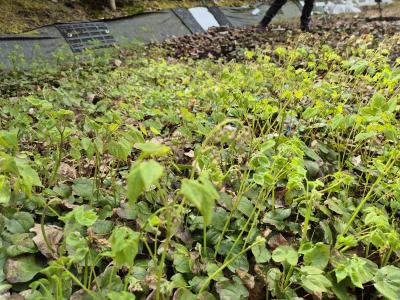 Bild von /bilder/bluehapp/thumb/epipu_Epimedium_pubigerum___P-2824000001_T-k_Y-25_K-16_50452.jpg
