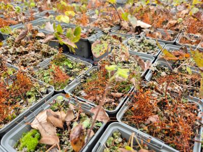 Bild von /bilder/bluehapp/thumb/epipu_Epimedium_pubigerum___P-2824000001_T-k_Y-26_K-15_32123.jpg