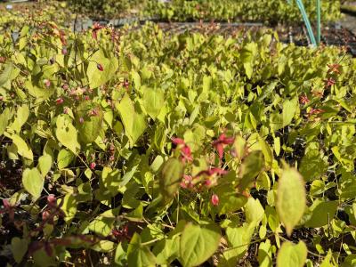 Bild von /bilder/bluehapp/thumb/epirco_Epimedium_x_rubrum___Coccineum____P-2824520001_T-b_Y-26_K-18_48910.jpg