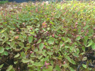 Bild von /bilder/bluehapp/thumb/epirco_Epimedium_x_rubrum___Coccineum____P-2824520001_T-k_Y-24_K-15_40236_aktiv_.jpg