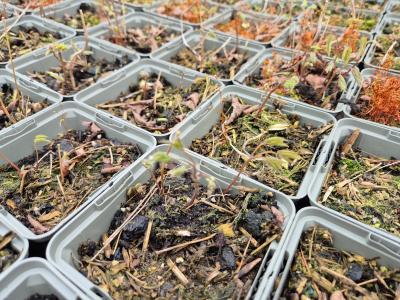 Bild von /bilder/bluehapp/thumb/epirco_Epimedium_x_rubrum___Coccineum____P-2824520001_T-k_Y-26_K-15_29296.jpg