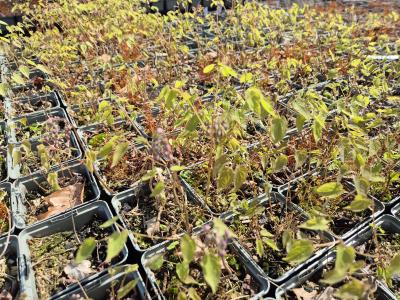 Bild von /bilder/bluehapp/thumb/epirco_Epimedium_x_rubrum___Coccineum____P-2824520001_T-k_Y-26_K-16_34956.jpg