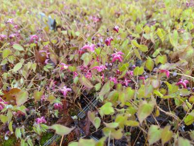 Bild von /bilder/bluehapp/thumb/epirga_Epimedium_x_rubrum___Galadriel______P-2824500001_T-b_Y-23_K-17_12986_aktiv_.jpg