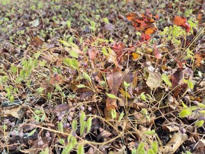 Bild von /bilder/bluehapp/thumb/epirga_Epimedium_x_rubrum___Galadriel______P-2824500001_T-k_Y-26_K-16_80025.jpg