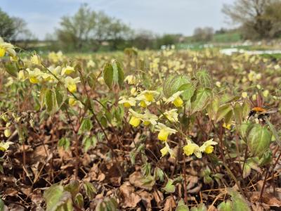 Bild von /bilder/bluehapp/thumb/epivsu_Epimedium_x_vers____Sulphureum______P-2825000001_T-b_Y-25_K-16_91260.jpg
