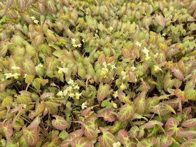 Bild von /bilder/bluehapp/thumb/epivsu_Epimedium_x_vers____Sulphureum______P-2825000001_T-b_Y-25_K-17_91009.jpg