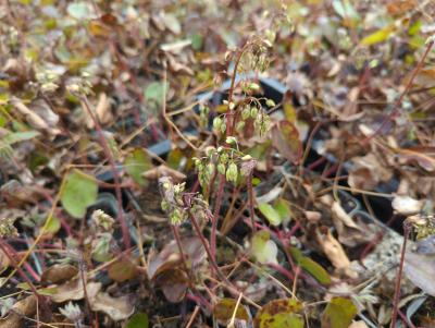 Bild von /bilder/bluehapp/thumb/epivsu_Epimedium_x_vers____Sulphureum______P-2825000001_T-k_Y-24_K-13_54186_aktiv_.jpg