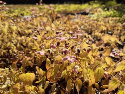 Bild von /bilder/bluehapp/thumb/epivve_Epimedium_x_vers____Versicolor____P-2825080001_T-k_Y-26_K-17_67680.jpg