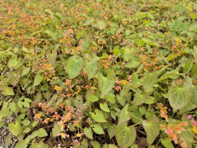 Bild von /bilder/bluehapp/thumb/epiwew_Epimedium_x_w____Ellen_Willmott__Li_P-2825505001_T-b_Y-25_K-17_49397.jpg