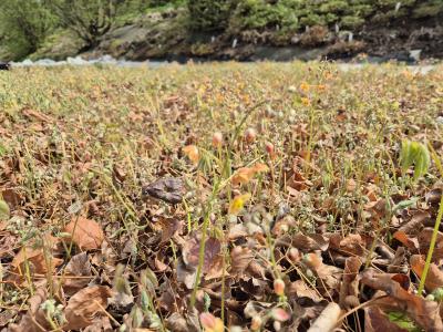 Bild von /bilder/bluehapp/thumb/epiwew_Epimedium_x_w____Ellen_Willmott__Li_P-2825505001_T-k_Y-25_K-16_80782.jpg