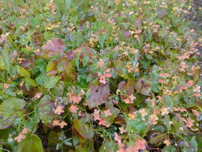 Bild von /bilder/bluehapp/thumb/epiwok_Epimedium_x_w____Orangekönigin______P-2825510001_T-b_Y-23_K-17_27754_aktiv_.jpg