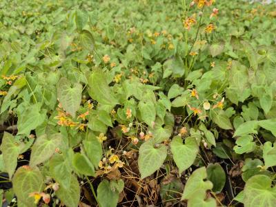 Bild von /bilder/bluehapp/thumb/epiwok_Epimedium_x_w____Orangekönigin______P-2825510001_T-b_Y-25_K-17_67728.jpg