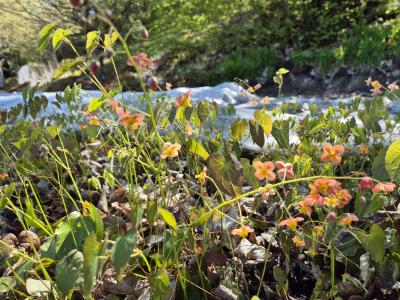 Bild von /bilder/bluehapp/thumb/epiwok_Epimedium_x_w____Orangekönigin______P-2825510001_T-b_Y-26_K-17_39855.jpg