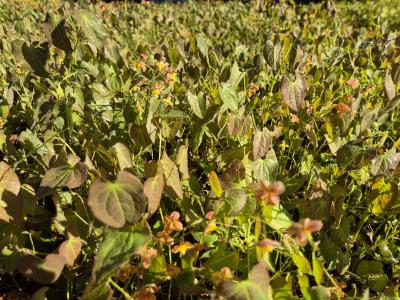 Bild von /bilder/bluehapp/thumb/epiwok_Epimedium_x_w____Orangekönigin______P-2825510001_T-b_Y-26_K-18_91911.jpg
