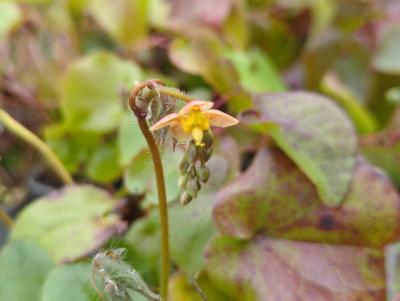 Bild von /bilder/bluehapp/thumb/epiwok_Epimedium_x_w____Orangekönigin______P-2825510001_T-k_Y-23_K-15_56007_aktiv_.jpg