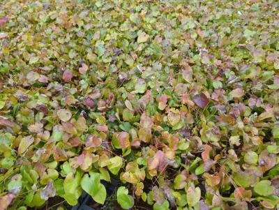 Bild von /bilder/bluehapp/thumb/epiwok_Epimedium_x_w____Orangekönigin______P-2825510001_T-k_Y-23_K-15_79095_aktiv_.jpg