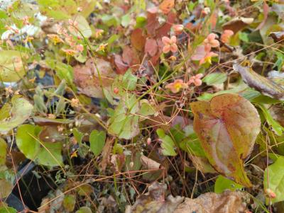 Bild von /bilder/bluehapp/thumb/epiwok_Epimedium_x_w____Orangekönigin______P-2825510001_T-k_Y-24_K-13_53563_aktiv_.jpg