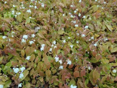 Bild von /bilder/bluehapp/thumb/epiyni_Epimedium_x_youngianum___Niveum__Li_P-2826015001_T-b_Y-24_K-17_28271_aktiv_.jpg