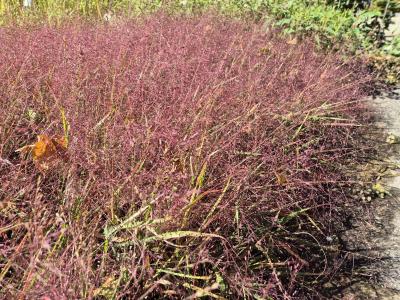 Bild von /bilder/bluehapp/thumb/eraspu_Eragrostis_spect____Purpurflirren___P-7797060001_T-b_Y-25_K-38_97449.jpg
