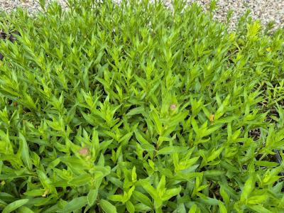 Bild von /bilder/bluehapp/thumb/erihda_Erigeron_x_cult____Dunkelste_Aller___P-2881025001_T-k_Y-25_K-22_30567.jpg