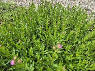 Bild von /bilder/bluehapp/thumb/erihda_Erigeron_x_cult____Dunkelste_Aller___P-2881025001_T-k_Y-25_K-23_90810.jpg