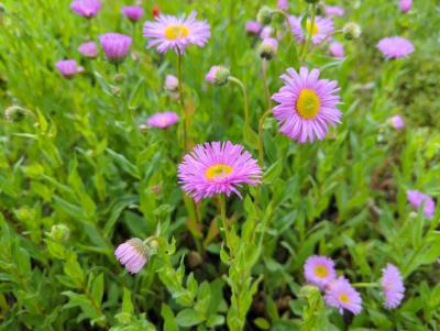 Bild von /bilder/bluehapp/thumb/erihrj_Erigeron_x_cult____Rosa_Juwel___P-2881055001_T-b_Y-22_K-23_42488_aktiv_.jpg