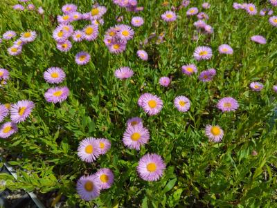 Bild von /bilder/bluehapp/thumb/erihrj_Erigeron_x_cult____Rosa_Juwel___P-2881055001_T-b_Y-22_K-24_24382_aktiv_.jpg