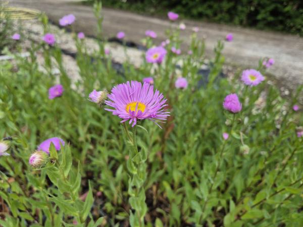 Bild von /bilder/bluehapp/thumb/erihrj_Erigeron_x_cult____Rosa_Juwel___P-2881055001_T-b_Y-26_K-24_30137.jpg