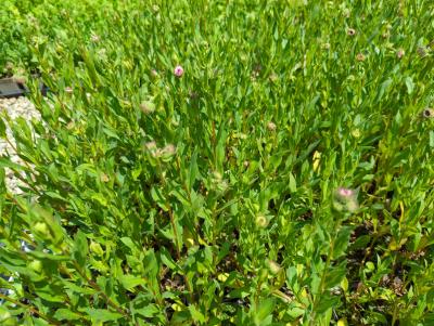 Bild von /bilder/bluehapp/thumb/erihrj_Erigeron_x_cult____Rosa_Juwel___P-2881055001_T-k_Y-22_K-22_23384_aktiv_.jpg