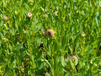 Bild von /bilder/bluehapp/thumb/erihrj_Erigeron_x_cult____Rosa_Juwel___P-2881055001_T-k_Y-22_K-22_62205_aktiv_.jpg