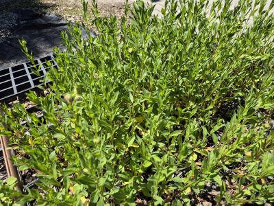 Bild von /bilder/bluehapp/thumb/erihrj_Erigeron_x_cult____Rosa_Juwel___P-2881055001_T-k_Y-26_K-22_41696.jpg
