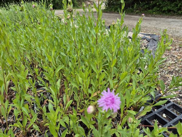 Bild von /bilder/bluehapp/thumb/erihrj_Erigeron_x_cult____Rosa_Juwel___P-2881055001_T-k_Y-26_K-23_20980.jpg