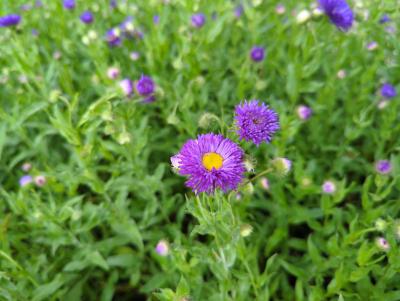 Bild von /bilder/bluehapp/thumb/erihsh_Erigeron_x_cult____Schloss_Helenst____P-2881077001_T-b_Y-22_K-23_30397_aktiv_.jpg