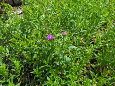 Bild von /bilder/bluehapp/thumb/erihsh_Erigeron_x_cult____Schloss_Helenst____P-2881077001_T-k_Y-24_K-21_87227_aktiv_.jpg
