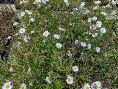 Bild von /bilder/bluehapp/thumb/erihso_Erigeron_x_cult____Sommerneuschnee___P-2881085001_T-b_Y-23_K-24_14258_aktiv_.jpg