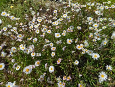 Bild von /bilder/bluehapp/thumb/erihso_Erigeron_x_cult____Sommerneuschnee___P-2881085001_T-b_Y-23_K-25_21599_aktiv_.jpg