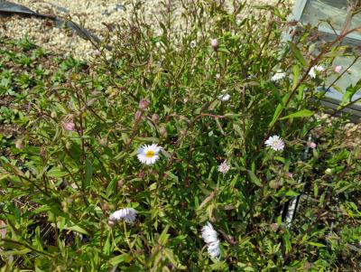 Bild von /bilder/bluehapp/thumb/erihso_Erigeron_x_cult____Sommerneuschnee___P-2881085001_T-k_Y-23_K-23_25883_aktiv_.jpg