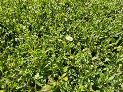 Bild von /bilder/bluehapp/thumb/erikbl_Erigeron_karvinskianus___Blütenmeer___P-2881510001_T-k_Y-25_K-24_48577.jpg
