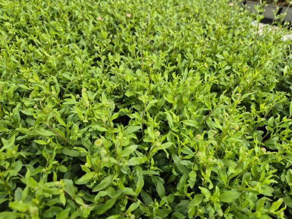 Bild von /bilder/bluehapp/thumb/erikbl_Erigeron_karvinskianus___Blütenmeer___P-2881510001_T-k_Y-26_K-23_31618.jpg