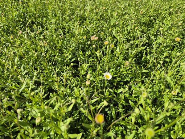 Bild von /bilder/bluehapp/thumb/erikbl_Erigeron_karvinskianus___Blütenmeer___P-2881510001_T-k_Y-26_K-24_57809.jpg