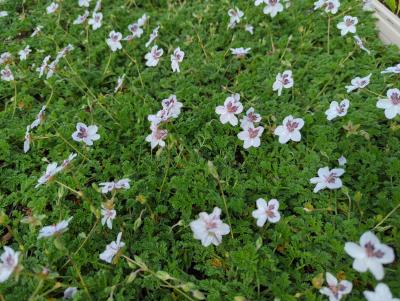 Bild von /bilder/bluehapp/thumb/erog_Erodium_guttatum_P-2960800001_T-b_Y-24_K-19_57922_aktiv_.jpg