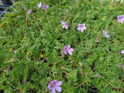 Bild von Erodium hybridum Almodovar