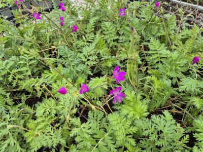 Bild von /bilder/bluehapp/thumb/erom_Erodium_manescavii_P-2961000001_T-b_Y-25_K-29_88224.jpg