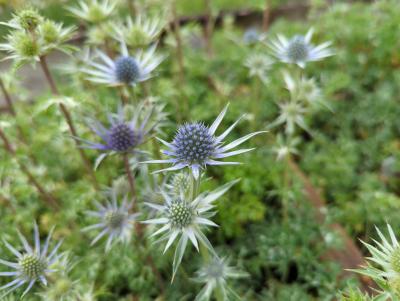 Bild von /bilder/bluehapp/thumb/eryb_Eryngium_bourgatii_P-2982000001_T-b_Y-22_K-23_13006_aktiv_.jpg