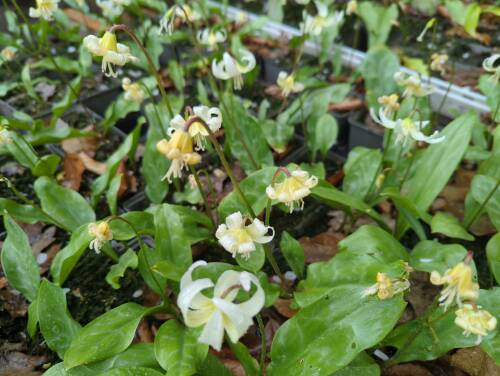 Bild von /bilder/bluehapp/thumb/erytwb_Erythronium_tuolum____White_Beaut___P-3001515001_T-b_Y-22_K-18_28758_aktiv_.jpg