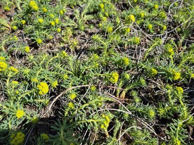 Bild von /bilder/bluehapp/thumb/eupcy_Euphorbia_cyparissias___UG11_P-3043000001_T-b_Y-25_K-15_76830.jpg