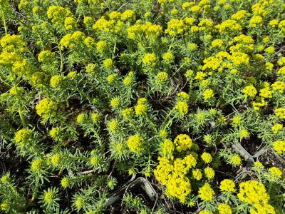 Bild von /bilder/bluehapp/thumb/eupcy_Euphorbia_cyparissias___UG11_P-3043000001_T-b_Y-25_K-16_13459.jpg